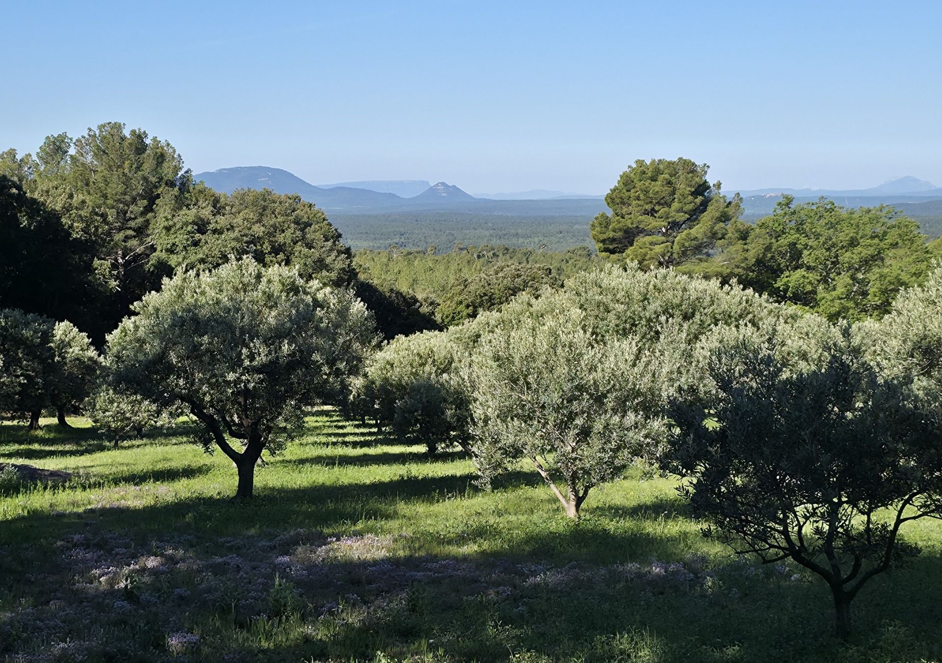 bastide 14 Pièces en vente sur TOURTOUR (83690)