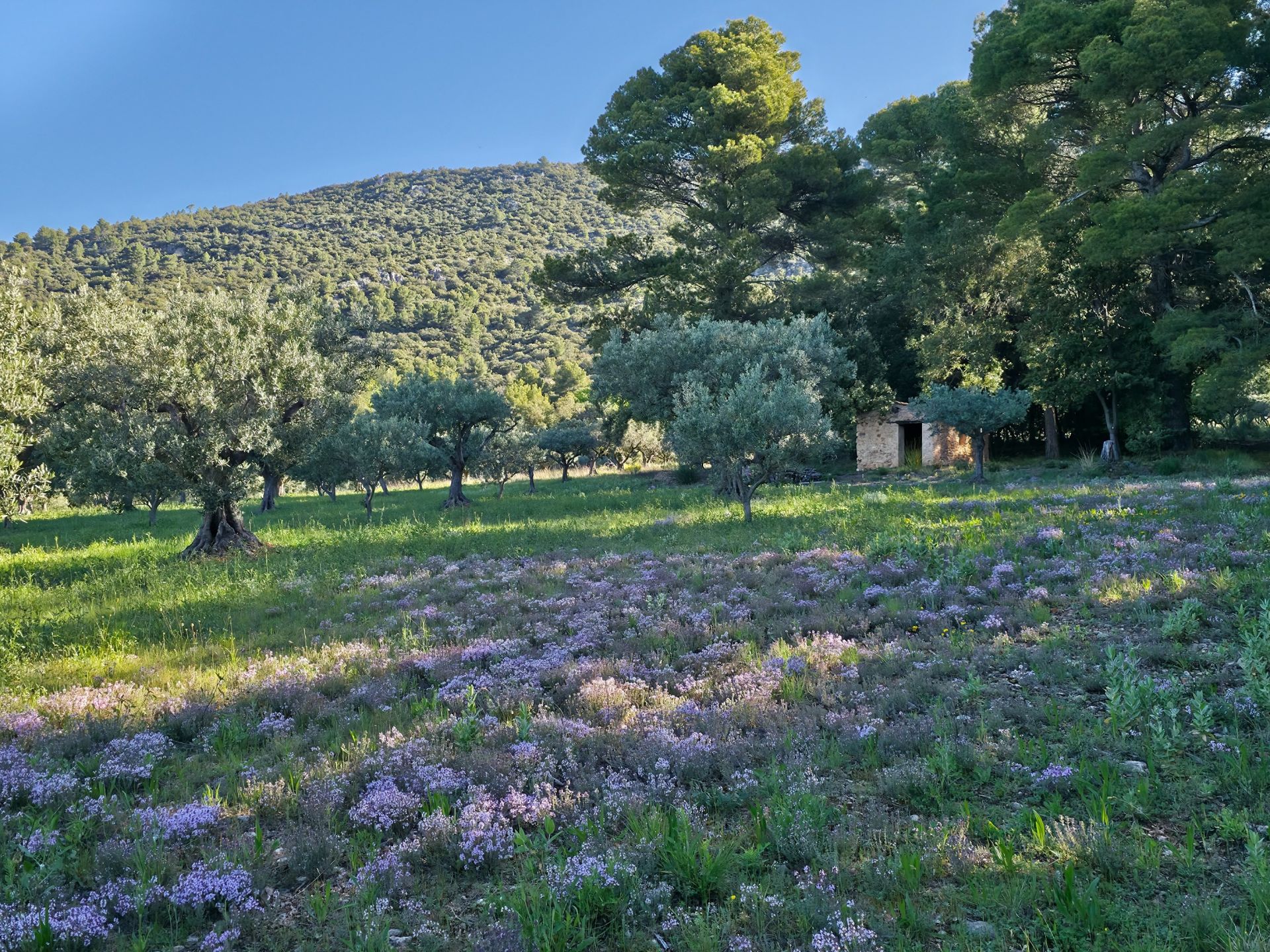bastide 14 Pièces en vente sur TOURTOUR (83690)