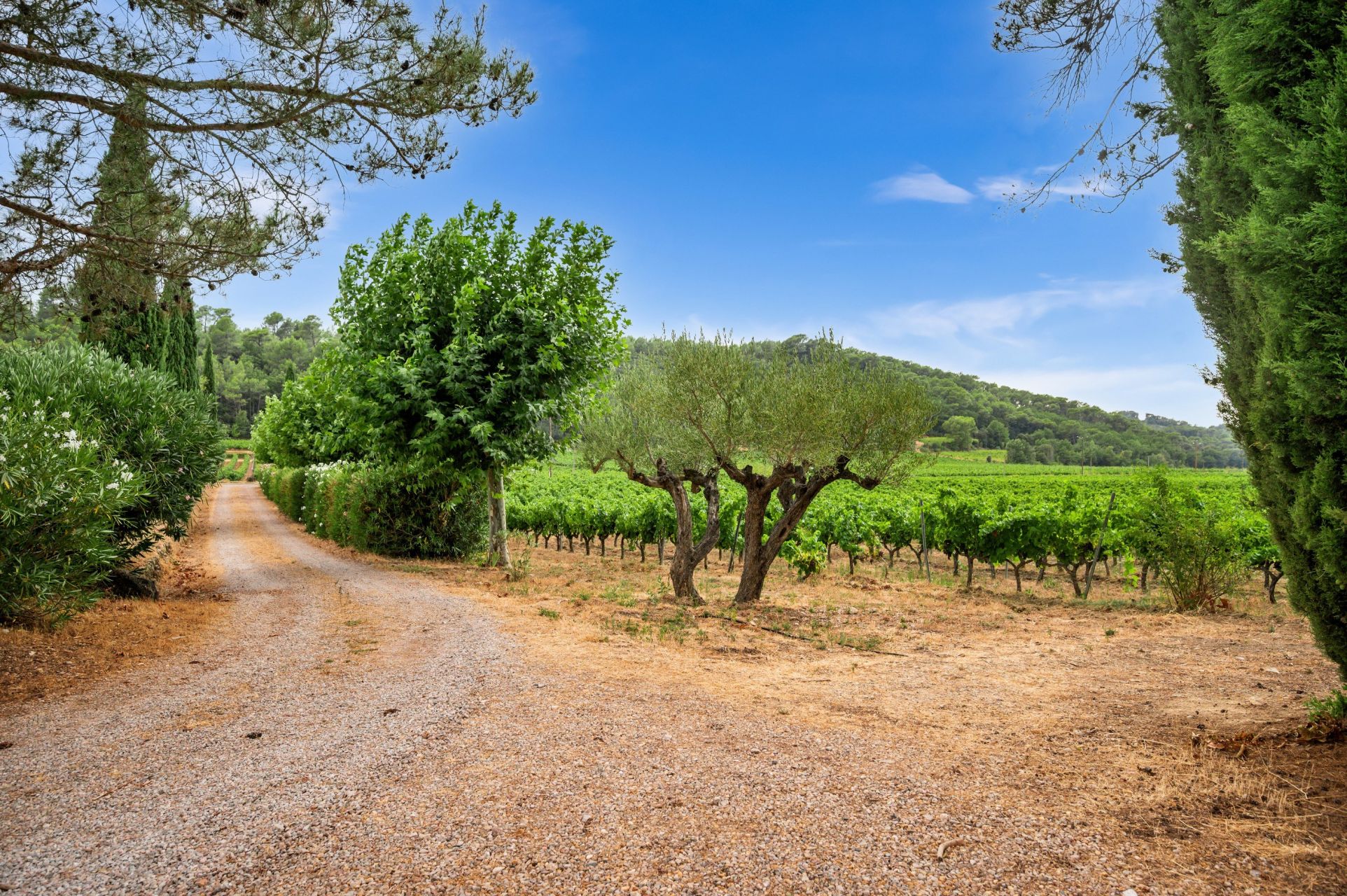 wine estate 11 Rooms for sale on ENTRECASTEAUX (83570)