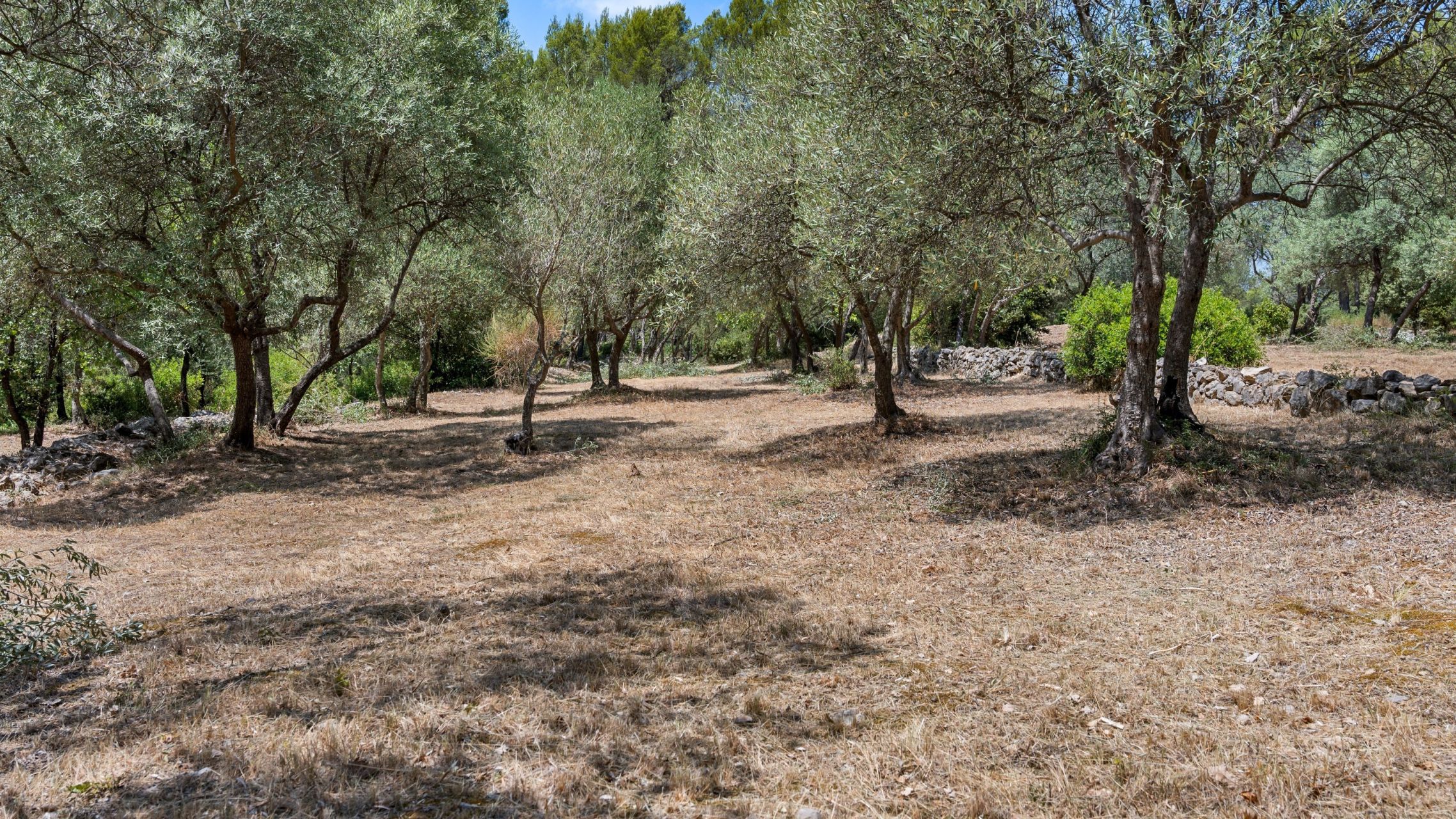 maison provençale 6 Pièces en vente sur DRAGUIGNAN (83300)